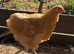 Buff Orpington pullets for sale