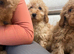 Miniature multigeneration labradoodle