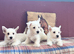 West Highland White terriers