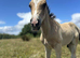 Stunning buckskin colt