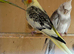 Cockatiels