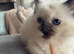Stunning ragdoll kittens