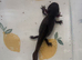 Axolotl looking for forever waters