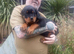 10 week old rottweiler pups