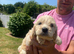 COCKAPOO PUPPIES