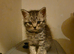 male British shorthair