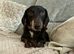 Female minature dachshund