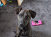 Male patterdale nutured