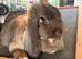 French lop