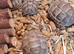 Med spur thigh hatchlings tortoises