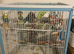 4 male budgies