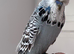 Super Tame Exhibition Budgie