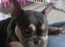 Female french bulldog