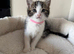 Kittens for sale