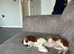 Cavalier King Charles