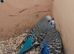 Young budgies