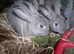 *** Pretty Chinchilla Bunnies***