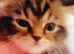 Tabby mixed British blue
