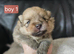 6 beautifull pomeranian baby's