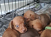 Dachshund x