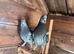 Romanian Standard Homer Pigeons