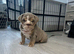 4 beautiful unique coloured pups