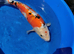 koi for sale 2 x 18 inch  2 x 12 inch