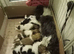 Shih Tzu puppies