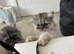 Beautiful Silver Persians. 1 boy 2 girls left - Ready Now