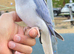 FreeFlying Indian Ringneck.4months old