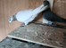 I have some gud birds for sale