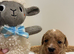 Adorable Rare Tiny Maltipoo