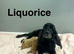 3 apricot cockapoo girls now ready for family homes