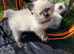 Ragdoll