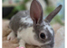 Baby velvet mini rex
