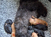 2 left Six gorgeous toy poodles for sale.