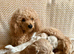 Gorgeous Maltipoo puppies
