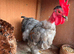 Pair of bantam chickens