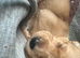Lurcher cross Labrador