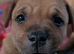 Red KC Staffordshire bull terriers