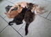 Cute Fluffy Kittens