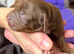 Beautiful Sprocker Puppies from Kc reg parents