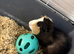 Denzil is a boar guinea pig