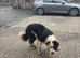 Beautiful Border collie