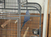 Blue ring neck