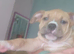 American bully