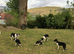 Border collies