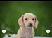 Cream Miniature Smooth Haired dachshunds Ready for their forever homes