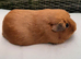 Guinea pig females