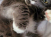 LOOKING FOR A MALE KITTEN